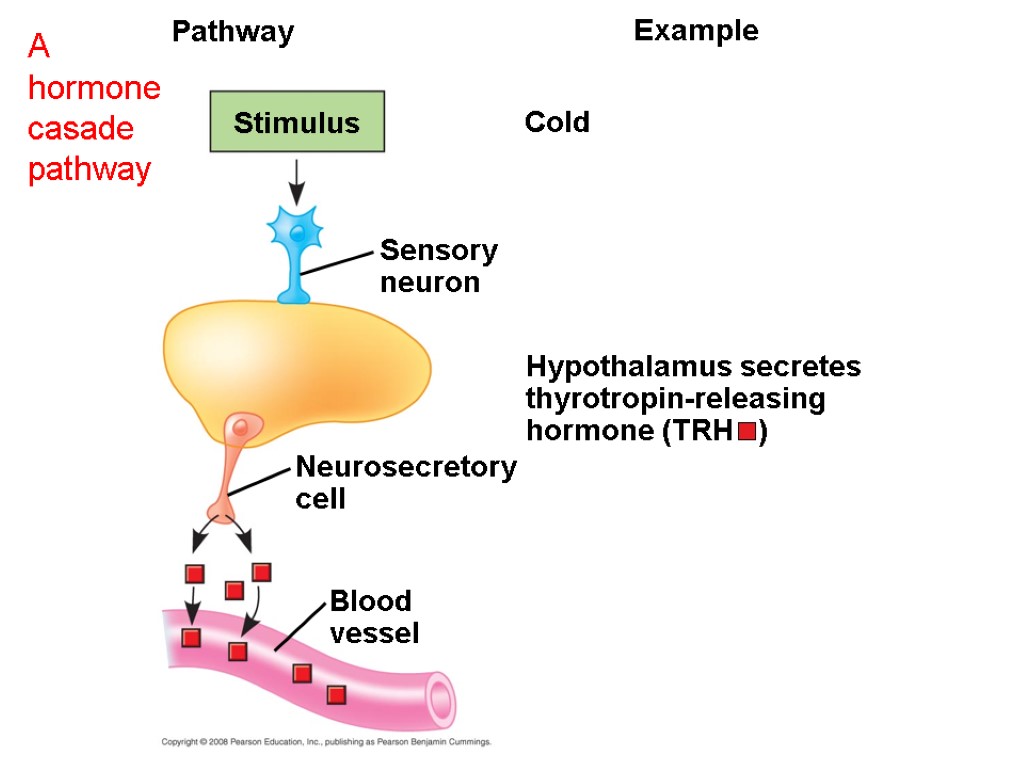 Cold Pathway Stimulus Blood vessel Example Sensory neuron Hypothalamus secretes thyrotropin-releasing hormone (TRH )